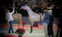 محمد الشيخ سليمان يحصد بطولة العالم لجمال الخيول‎‎ للمرة الرابعة على التوالي 